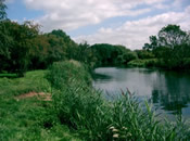 Reeds by the river